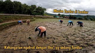 Musim Tandur di Lembur Beginilah Suasana Pedesaan Menanam Padi di Sawah #suasanapedesaan