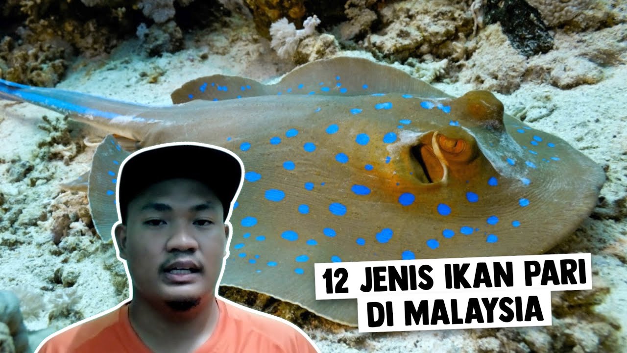 12 Jenis Ikan Pari di Malaysia YouTube