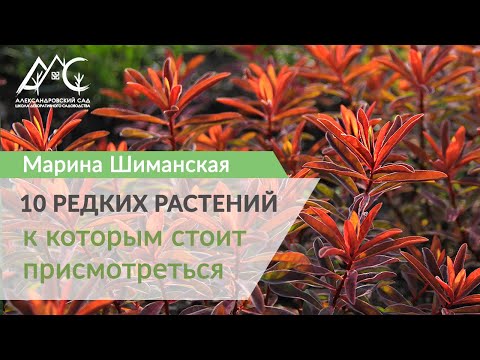 10 редких растений, к которым стоит присмотреться