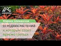 10 редких растений, к которым стоит присмотреться