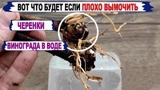 🍇 Без ЭТОГО НИКОГДА ХОРОШО не укореняются ЧЕРЕНКИ винограда. Сколько вымачивать черенки в воде.