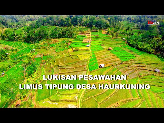 Bagaikan lukisan hamparan Pesawahan Limus Tipung Desa Haurkuning class=