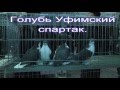 Голубь Уфимский спартак. Выставка. Уфа. 27.12.2015.