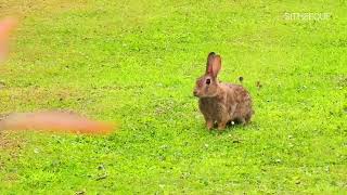 #bunnies at David Russels Apartment, #standrews #scotland @SITHEEQUE #rabbit #hare #animals #nature by SITHEEQUE 55 views 9 months ago 4 minutes, 57 seconds