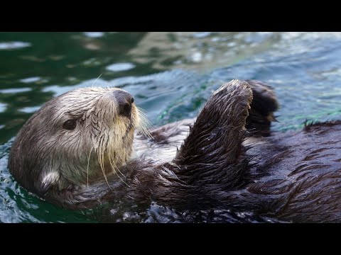 Live Sea Otter Cam 1 - Seattle Aquarium