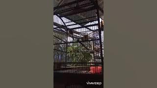 pentet bocor durasi pendek