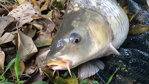 How To Make Carp Bait With Black Sesame(70)Fishing Tips - Mồi câu cá chép Với Vừng Đen -Câu Lục