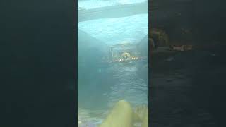 🦈 Shark Attack Water Slide At Atlantis Dubai 🇦🇪