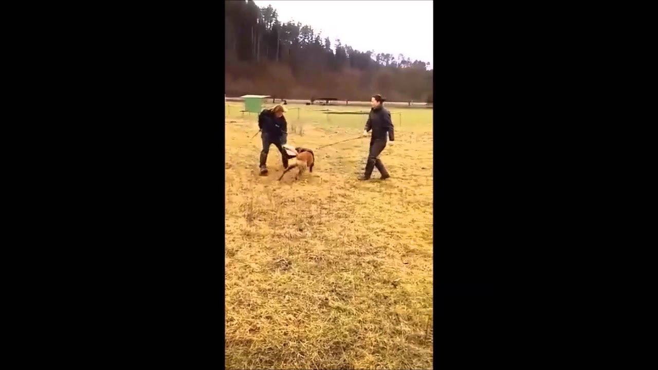 Tréning obrany - belgický ovčiak - L-dog