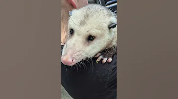 Opossum Tommy Our Blind HBC Opie Boy Loves Mommy Hugs 
