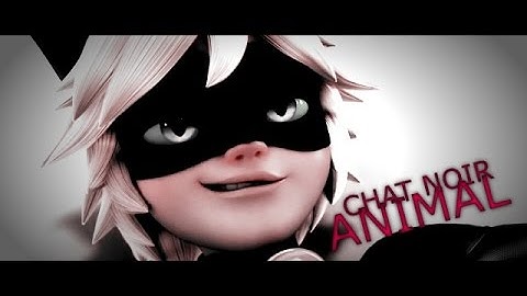 A N I M A L [MEP Part] (Chat Noir) For MissPeggy