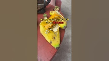 How I catch fish in 5 seconds 😮