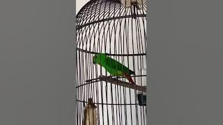 Serindit gacor | masteran serindit cocok buat burung murai