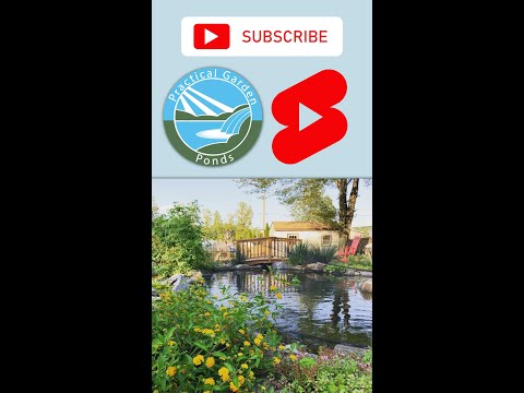 Video: Doe-het-zelf decoratieve vijver op het platteland: een originele designoplossing voor je achtertuin