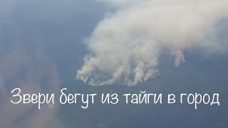 Звери бегут из тайги в город ( лесные пожары в Якутии ) Звери бегут из тайги в город ( лесные пожары в Якутии )