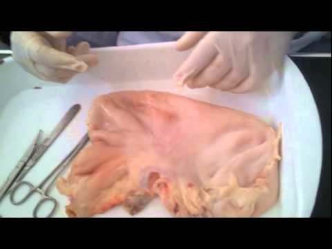 Video: Cómo Rellenar Un Estómago De Cerdo