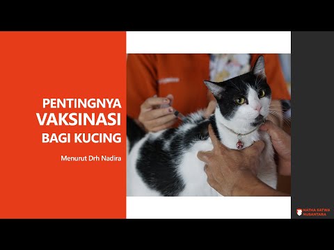 Video: Pentingnya Dokter Hewan Bagi Kucing