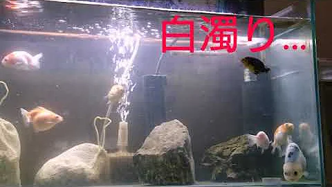 金魚 水槽 濁り