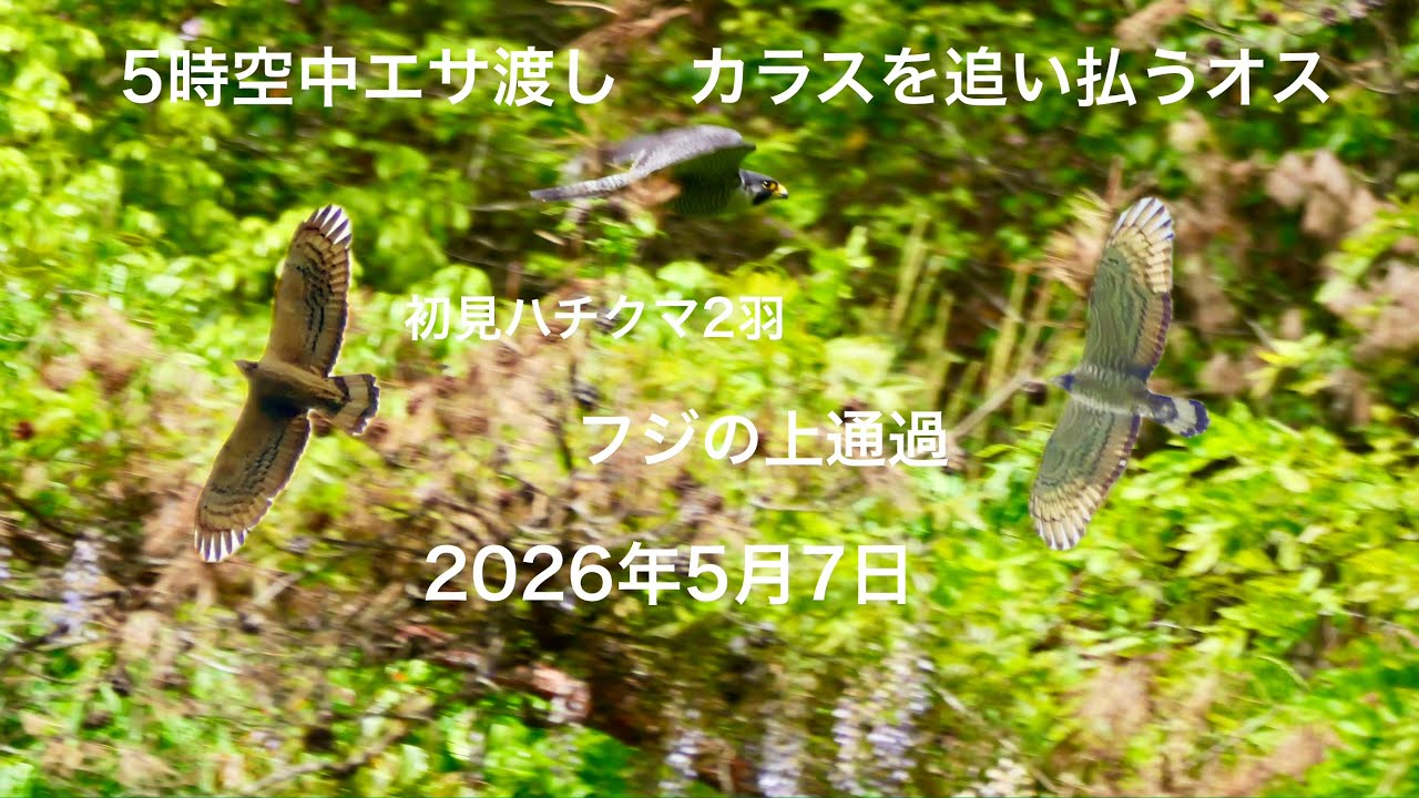 2026/5/7 早朝5時空中エサ渡し ハチクマ2羽 - YouTube