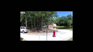 Hummingbird Caught On Camera