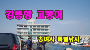 강릉항 고등어 송여사 특별낚시!!