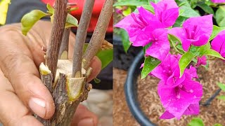 Unique method | How to graft bougainvillea 4 easy steps