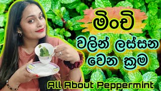 මිංචි පැළ හැදුවා | මිංචි තේ , මිංචි සම්බෝල - Mint Leaves | Health Benefits and Uses | Peppermint