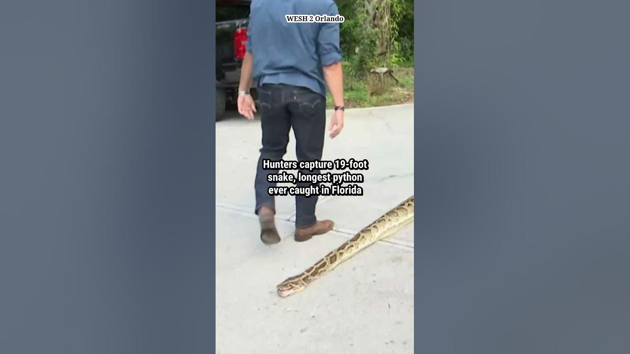 Hunters capture 19-foot python in Florida - YouTube