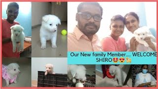 Surprising My Son with Puppy  (little sothapals)|SHIRO'S Attrocities|Vlog in Tamil| KANCHI VEEDU|