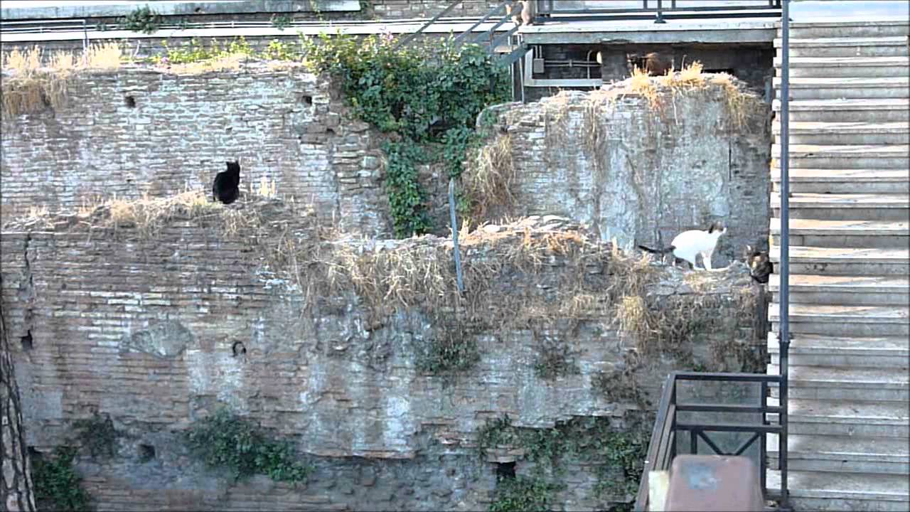 torre de argentina cat sanctuary