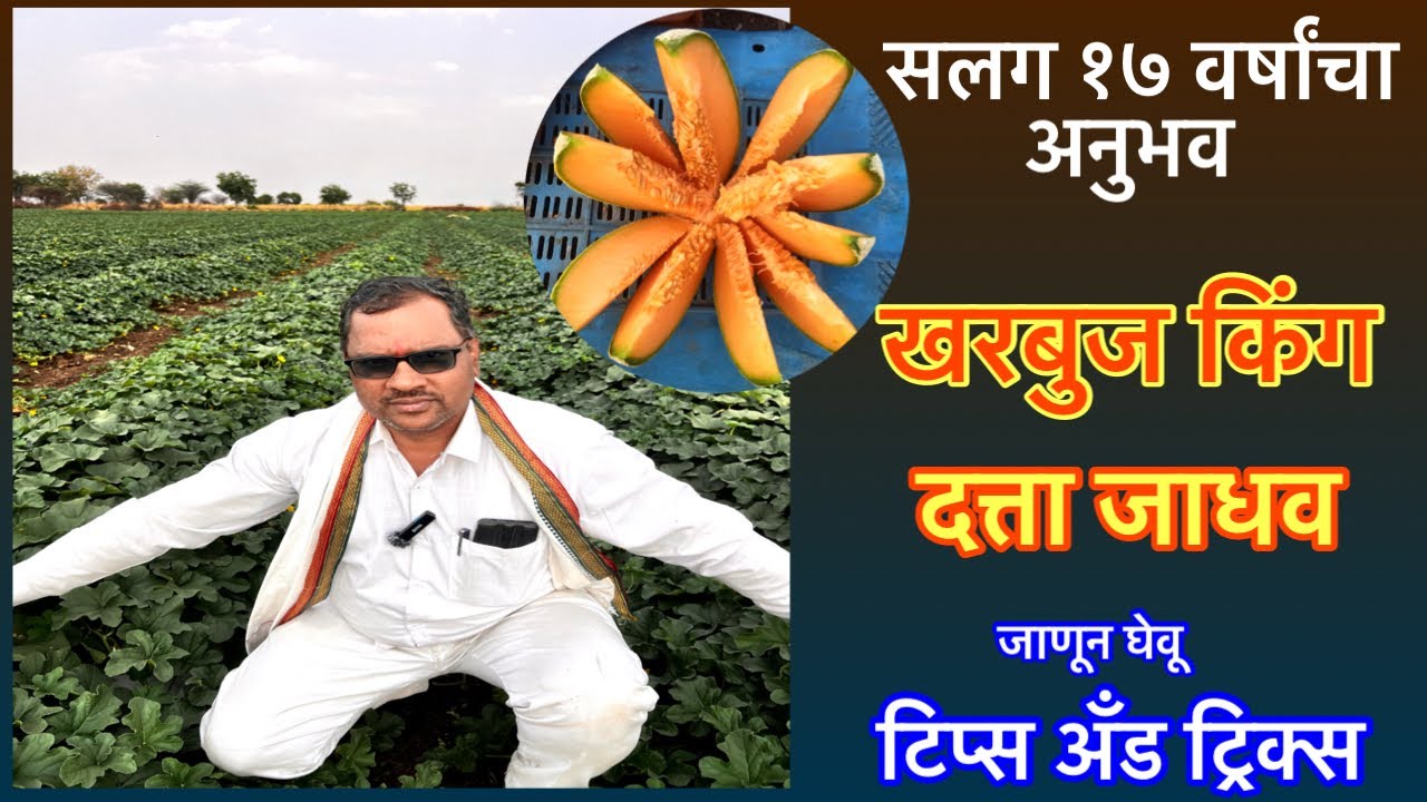 १७ वर्षापासून खरबुज।फायदयाच्या टिप्स