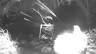 Field Mouse Sniffing Camera in Garden