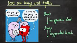 Heart and lungs work closely together | Life Processes | LabTurtle