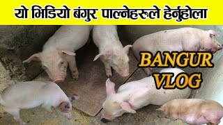My First Bangur Vlog || pig farming in nepal || morang miklajung rachana bangur farm - Muluhang Vlog