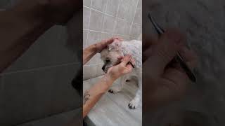 How to pluck the hair from your dogs ears, ear health, dog grooming from home, Bichon/ShihTzu