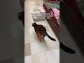 Please youtube help me save my shelter🥺🙏