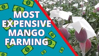 Miyazaki Mango Farming: The Agricultural Technology Behind Japan's Most Expensive Mango by Stellar Eureka 1,323 views 6 months ago 7 minutes, 12 seconds