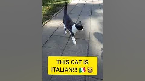 THIS CAT IS ITALIAN!