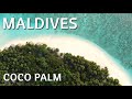Maldives  coco palm  the island