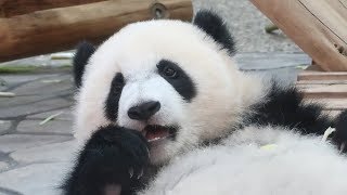 どの竹が美味しいかな♪ あっちこっち竹を探し回る彩浜♪ あっちこっち 検索動画26 どの竹が美味しいかな♪ あっちこっち竹を探し回る彩浜♪ あっちこっち 検索動画 26