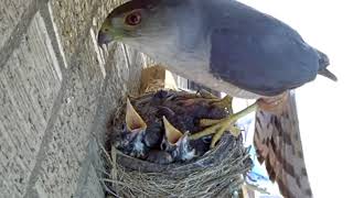 Hawk Steals Two Baby Robins Right Out of Nest by Gone Viral 698 views 5 years ago 16 seconds