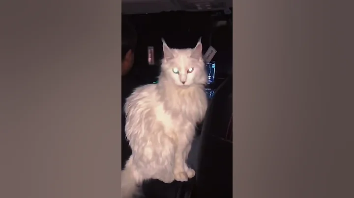 Video 6797191: gorgeous maine coon, white maine coon, maine coon meets