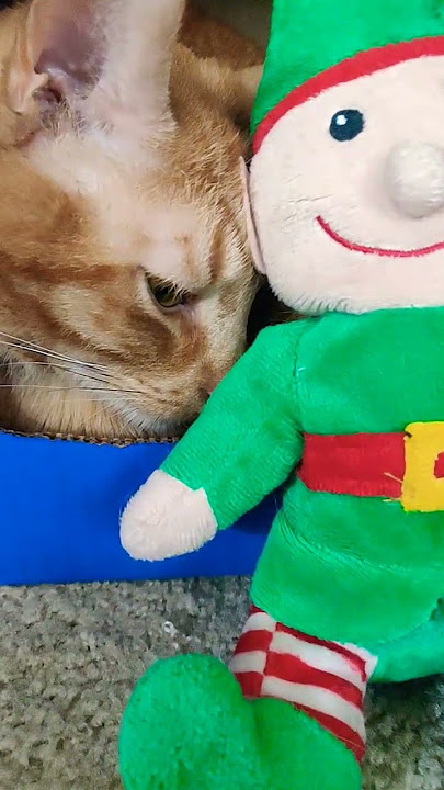 You and I alone #trendingshorts #cat