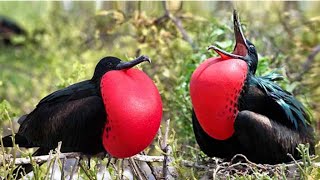 Frigates are real sea robbers | Frigate birds sound by WorldFlora 343 views 1 year ago 10 minutes, 52 seconds