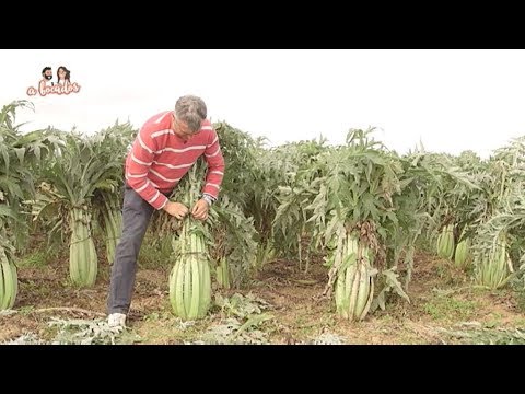 Video: Campo De Siembra De Cardo