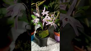 ОРХИДЕЯ ДОЛГОЖИТЕЛЯ - ДЕНДРОБИУМ МОНИЛИФОРМЕ (DENDROBIUM MONILIFORME) 長生蘭 Chouseiran (Тёсейран).