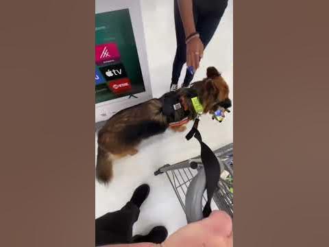 $20 Dollars To Pet A Service Dog ? - YouTube