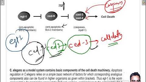 apoptosis # programmed cell death # cancer # csir net lifesciences