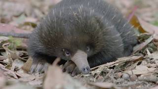 Echidna Puggle Thriving at the Safari Park by San Diego Zoo Safari Park 4,068 views 3 years ago 48 seconds