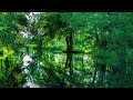 Punting Tour in the Spreewald